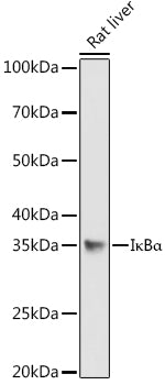 IκBα Rabbit pAb