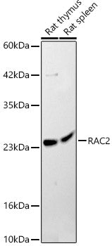 RAC2 Rabbit pAb