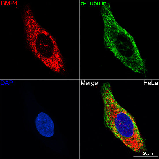 BMP4 Rabbit mAb