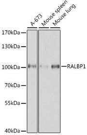 [KO Validated] RALBP1 Rabbit pAb
