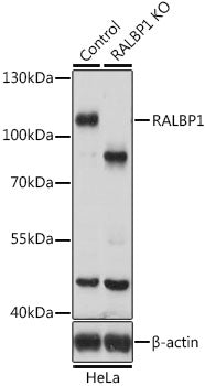 [KO Validated] RALBP1 Rabbit pAb