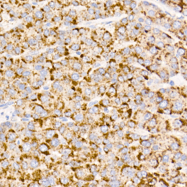 MMP3 Rabbit mAb