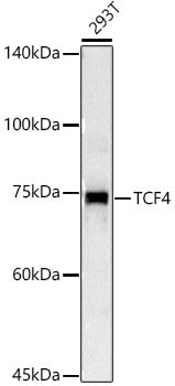 TCF4 Rabbit pAb