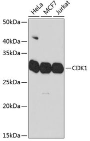 CDK1 Rabbit mAb