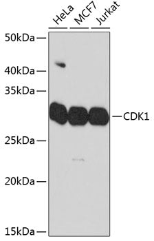 CDK1 Rabbit mAb