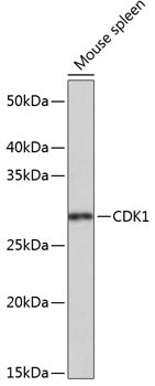 CDK1 Rabbit mAb