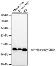 Ferritin Heavy Chain Rabbit pAb
