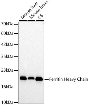 Ferritin Heavy Chain Rabbit pAb