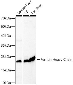 Ferritin Heavy Chain Rabbit pAb