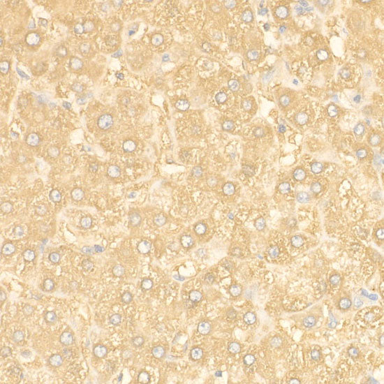 Ferritin Heavy Chain Rabbit pAb