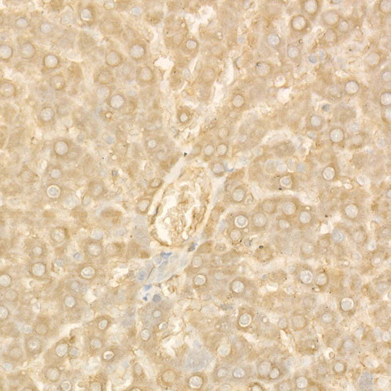 Ferritin Heavy Chain Rabbit pAb