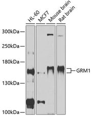 GRM1 Rabbit pAb