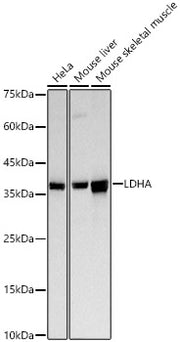 LDHA Rabbit pAb