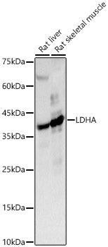 LDHA Rabbit pAb