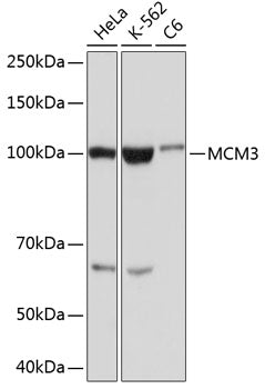 MCM3 Rabbit mAb