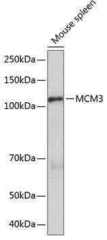MCM3 Rabbit mAb