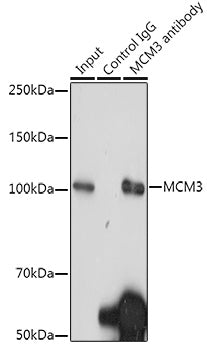 MCM3 Rabbit mAb