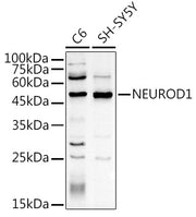 NEUROD1 Rabbit pAb