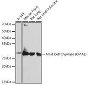Mast Cell Chymase (CMA1) Rabbit mAb