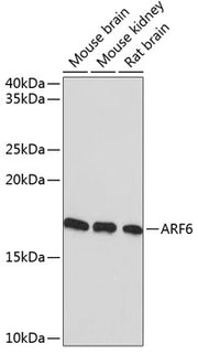 ARF6 Rabbit mAb