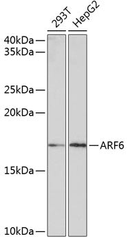 ARF6 Rabbit mAb