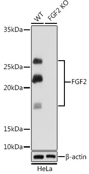 FGF2 Rabbit mAb