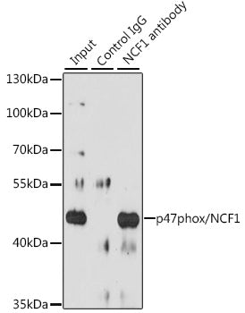 p47phox/NCF1 Rabbit pAb