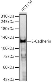 E-Cadherin Rabbit pAb