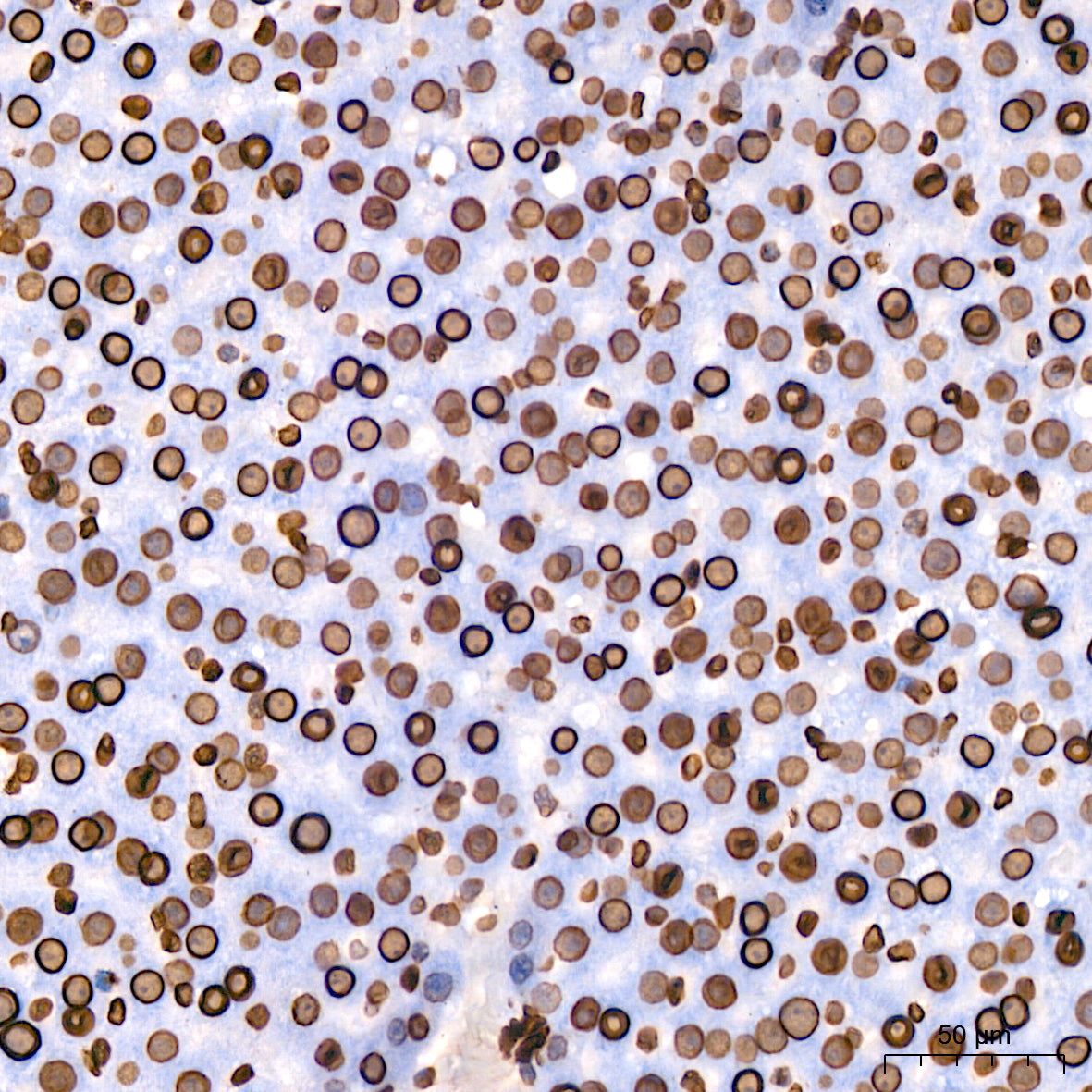 Lamin B1 Rabbit mAb