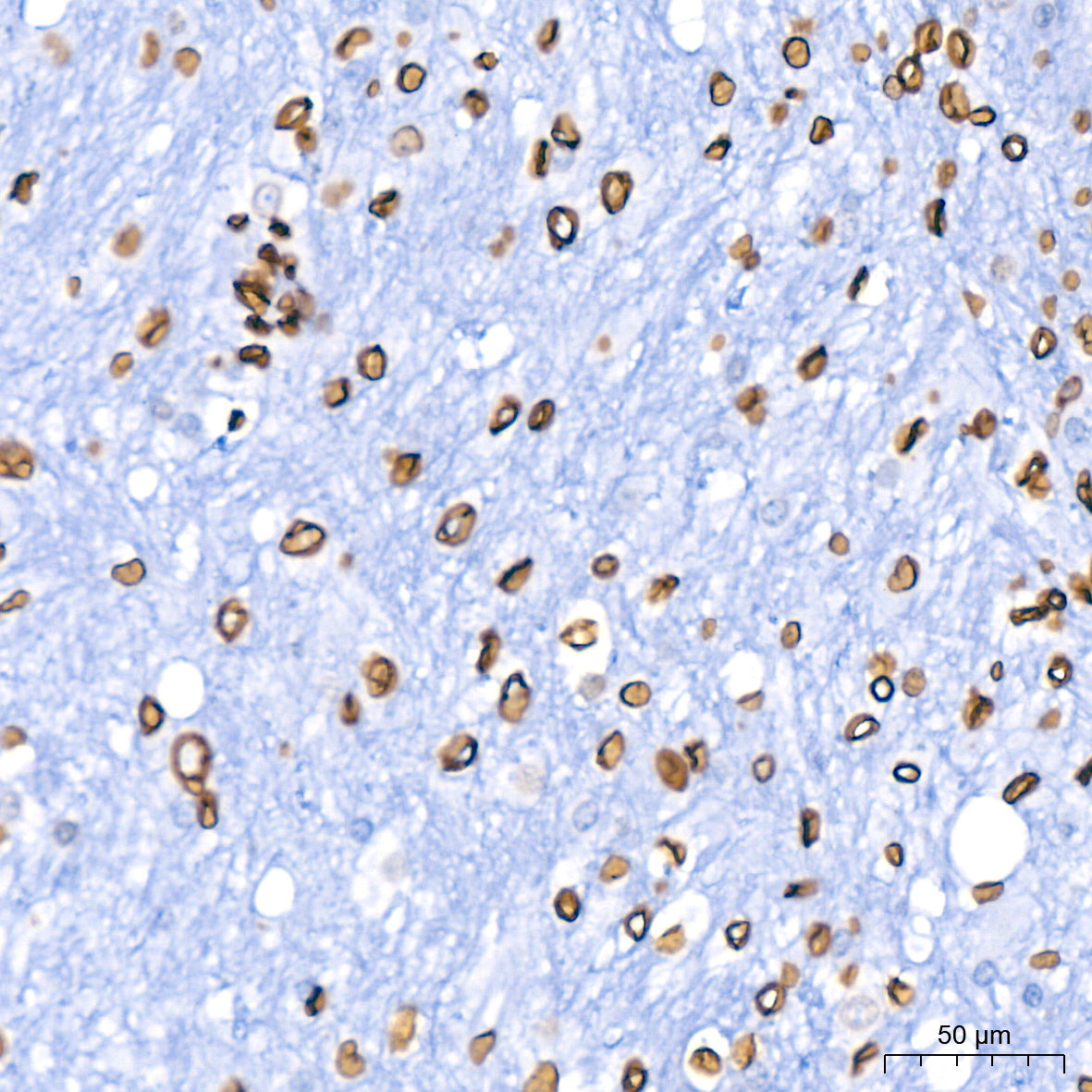 Lamin B1 Rabbit mAb
