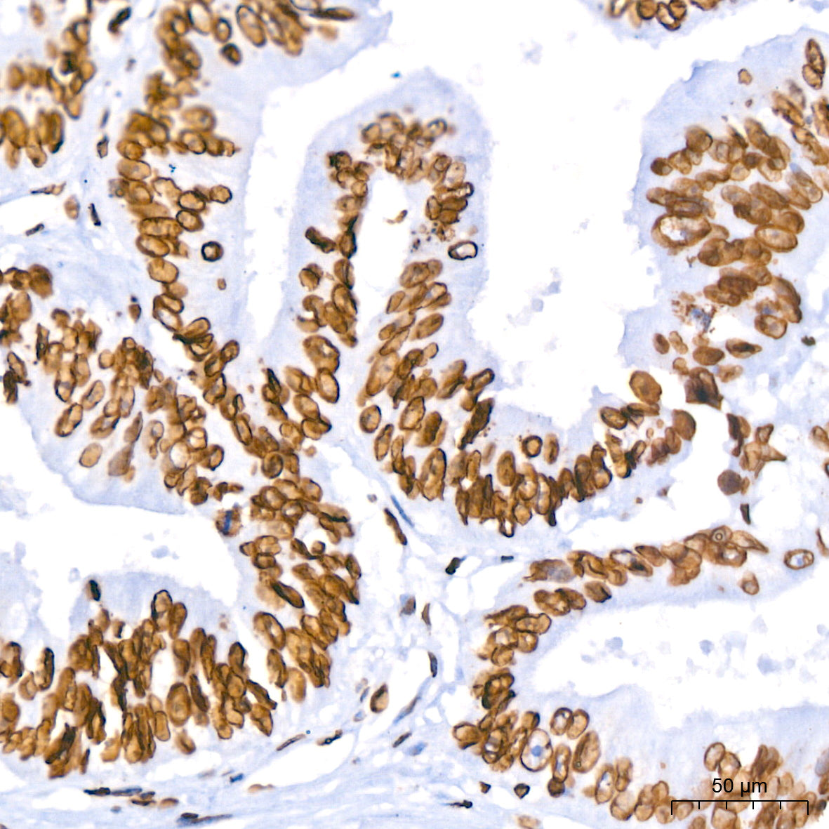 Lamin B1 Rabbit mAb