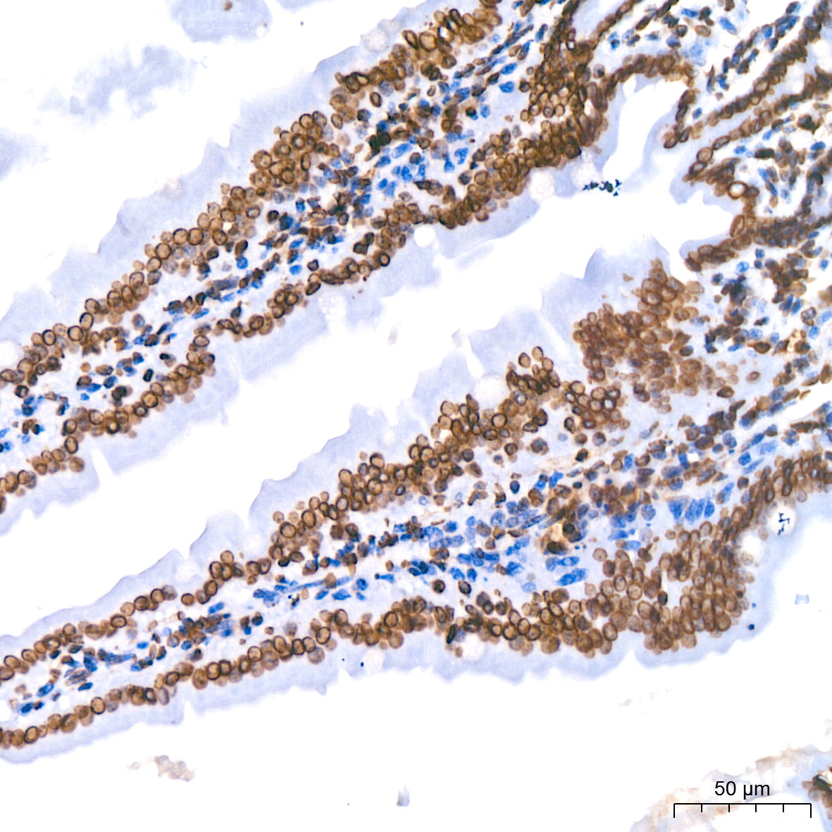 Lamin B1 Rabbit mAb