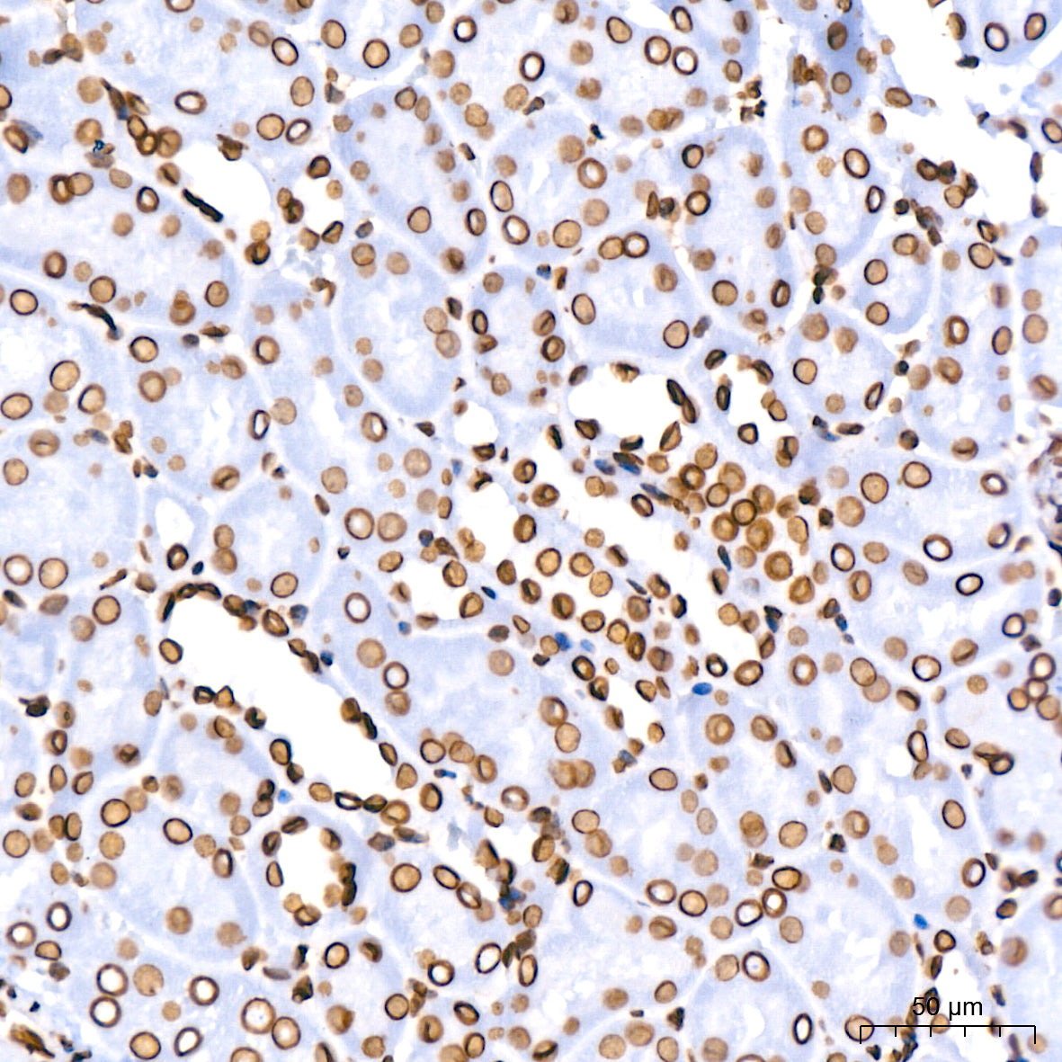 Lamin B1 Rabbit mAb