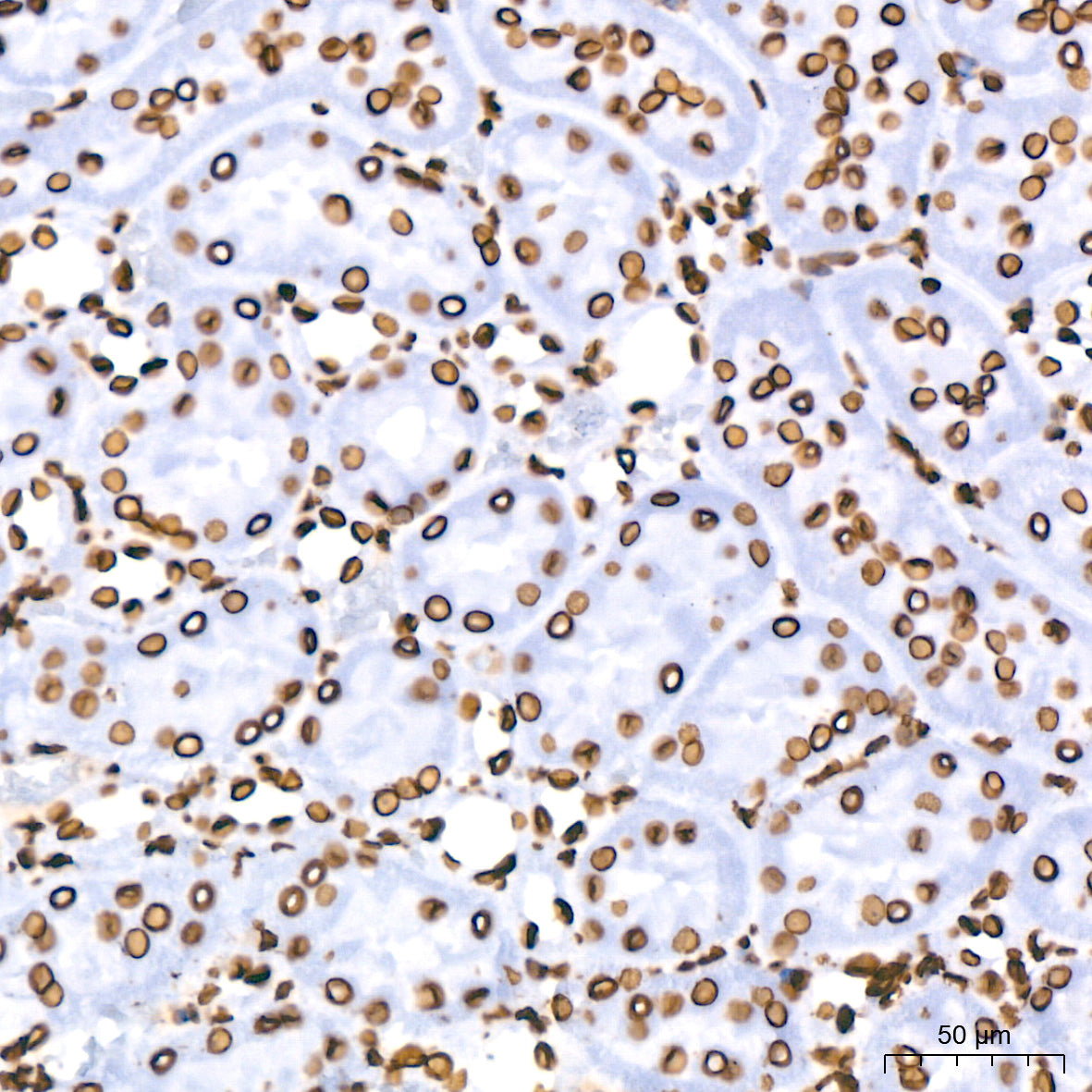 Lamin B1 Rabbit mAb
