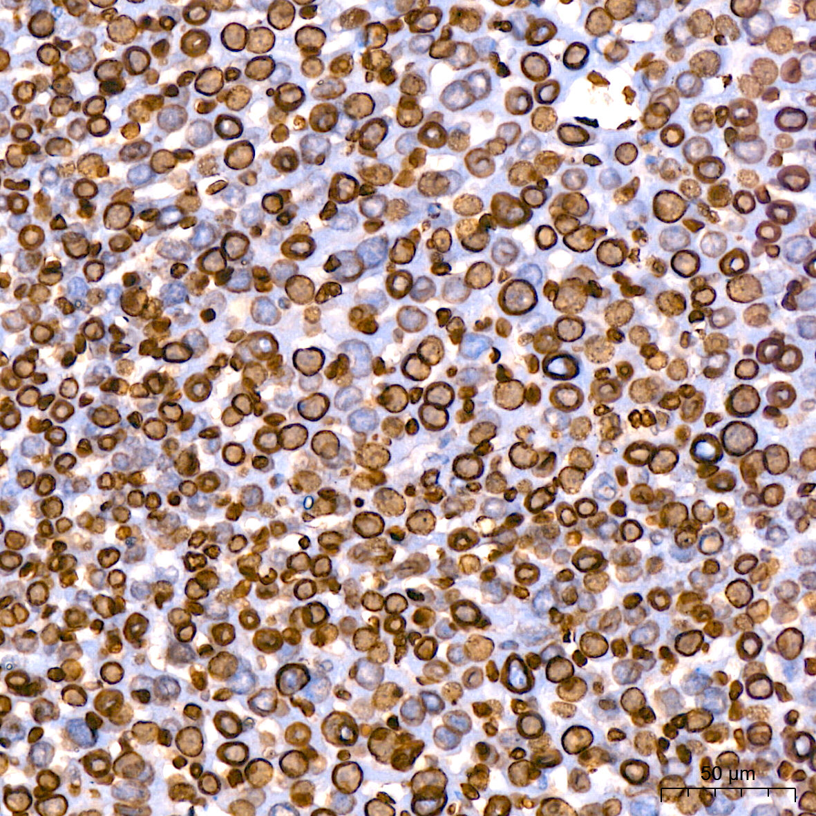 Lamin B1 Rabbit mAb