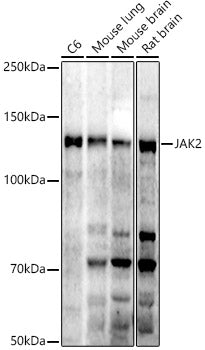 JAK2 Rabbit pAb