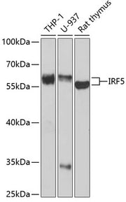 IRF5 Rabbit pAb