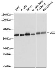 LOX Rabbit mAb