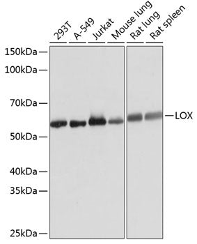 LOX Rabbit mAb