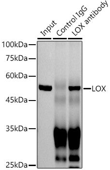 LOX Rabbit mAb