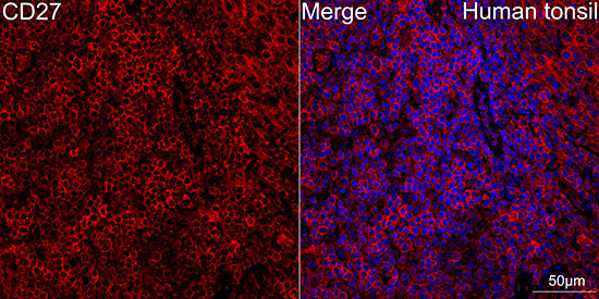 CD27 Rabbit mAb