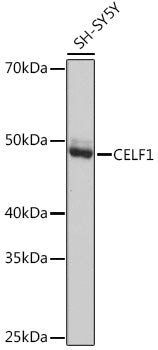 CELF1 Rabbit mAb
