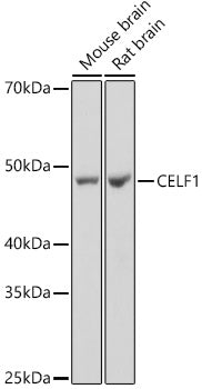 CELF1 Rabbit mAb