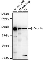 β-Catenin Rabbit pAb