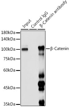 β-Catenin Rabbit pAb