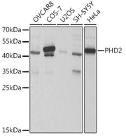 PHD2/EGLN1 Rabbit pAb