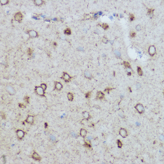MTCO2 Rabbit pAb