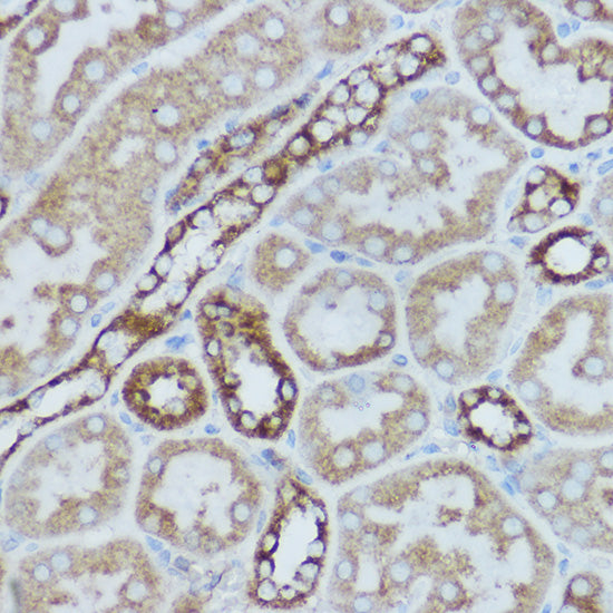 MTCO2 Rabbit pAb
