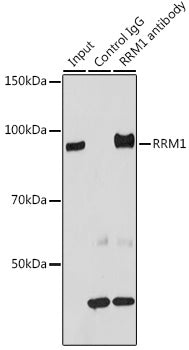RRM1 Rabbit pAb