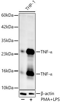 TNF-α Rabbit pAb